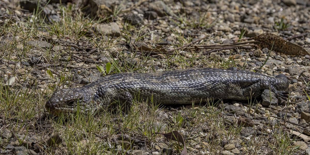 Blotched Blue-Tongued Lizard