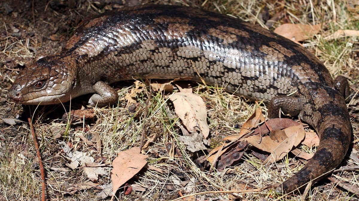Blotched Blue-Tongued Lizard