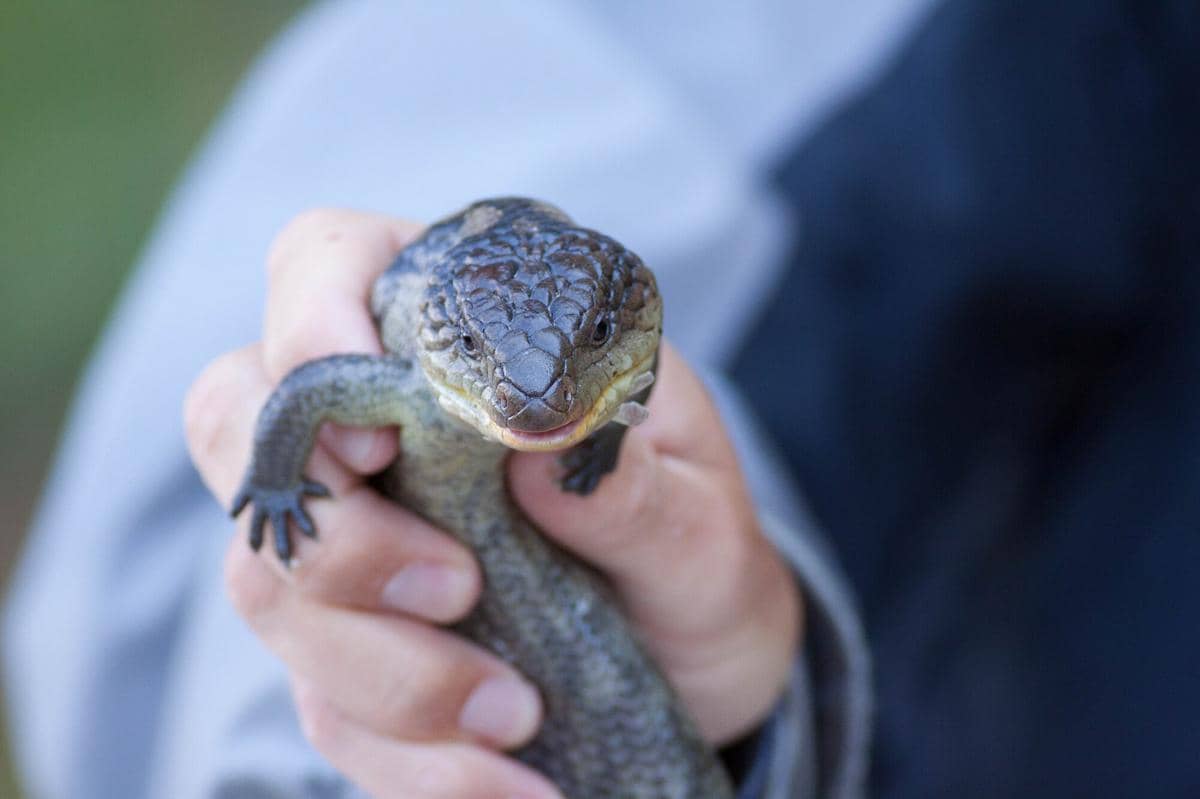 Blotched Blue-Tongued Lizard