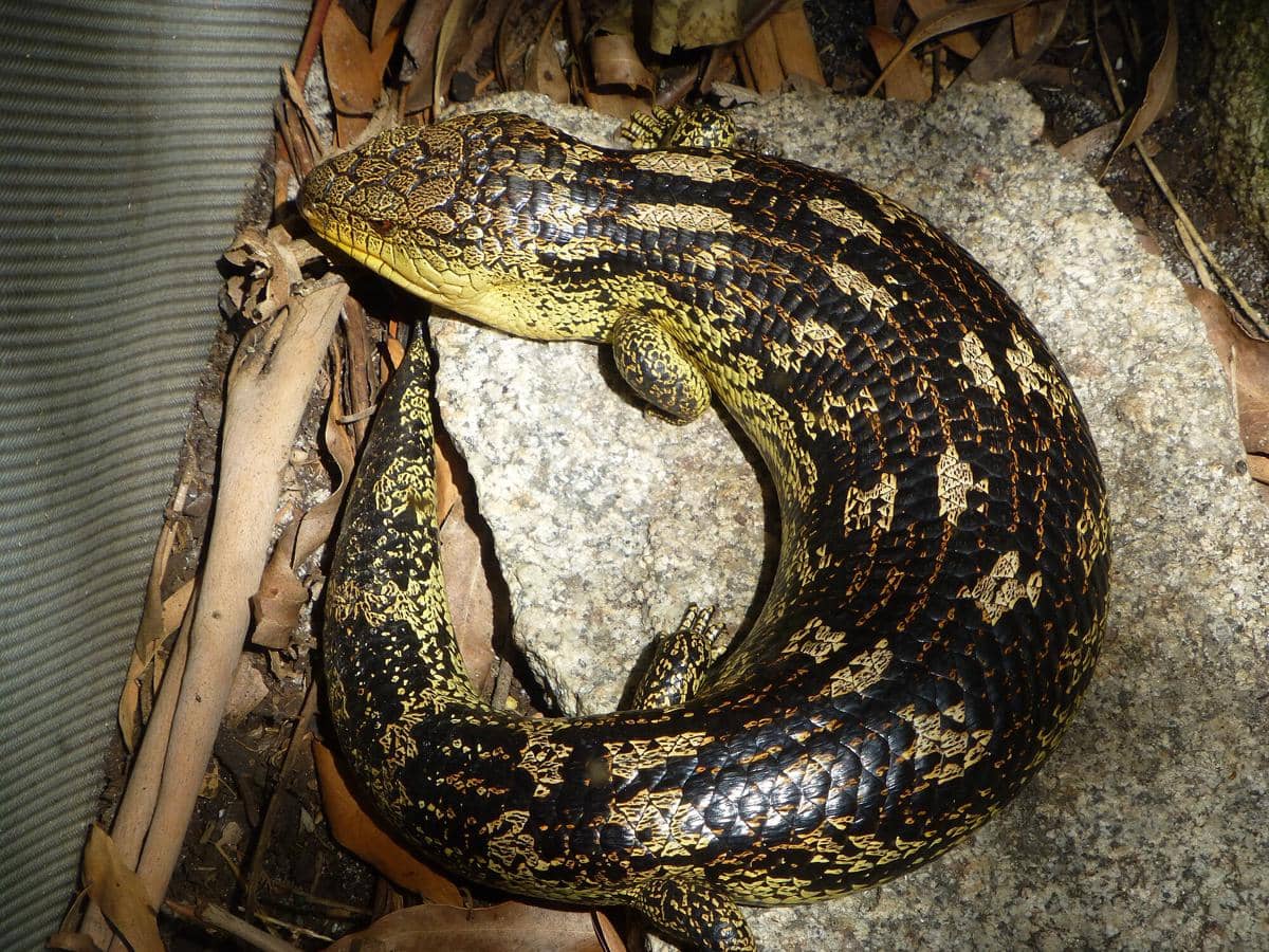 Blotched Blue-Tongued Lizard