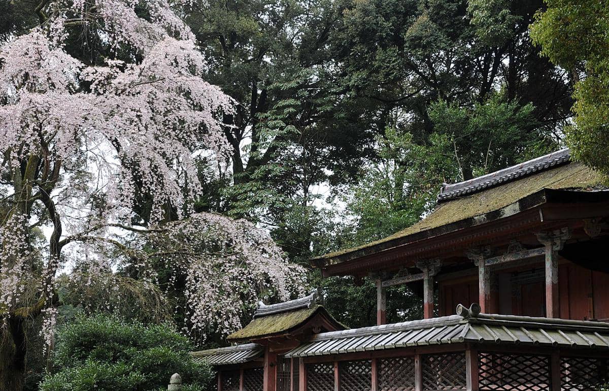 Gak Selau Tokyo, Ini 5 Spot Hanami Ikonik di Kyoto yang Vibes-nya Tradisional