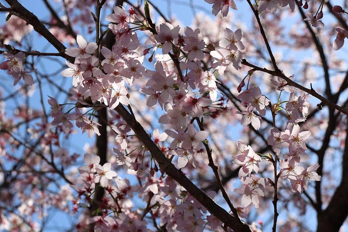 ilustrasi kahnizakura