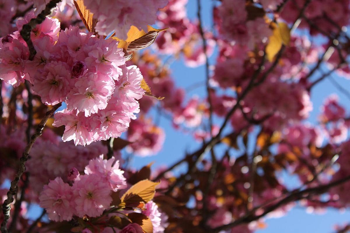 5 Jenis Bunga Sakura Paling Populer di Jepang, Apa Bedanya?