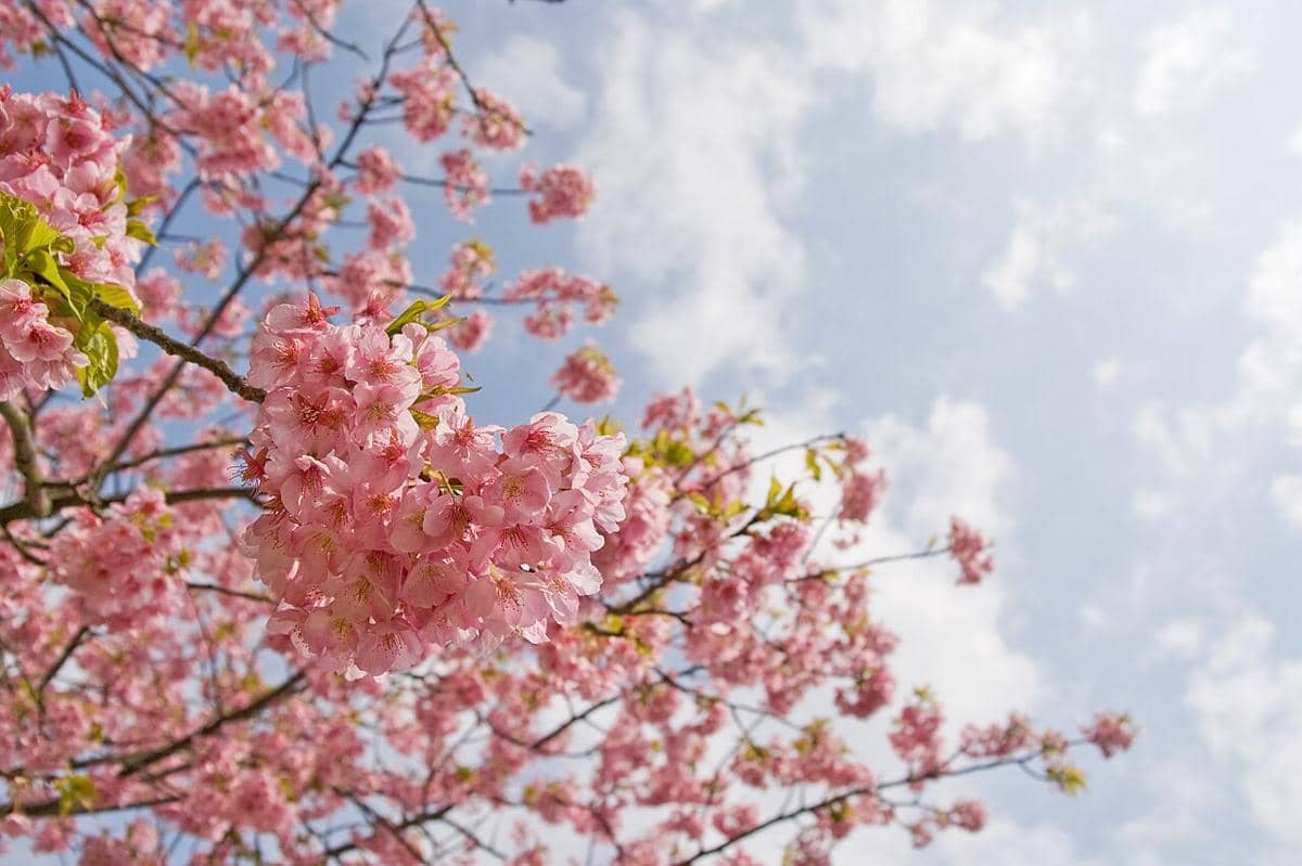 ilustrasi kawazu-zakura