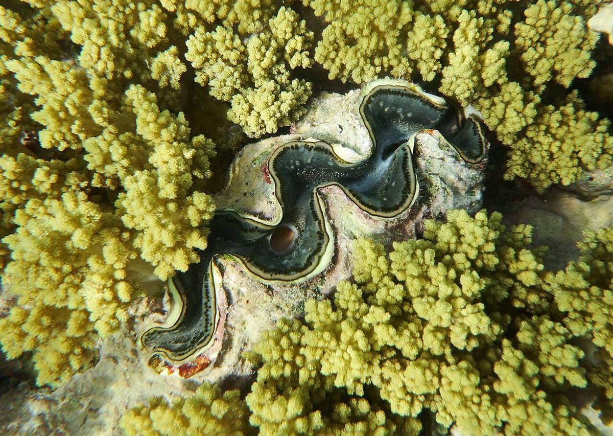 potret kima raksasa di habitat alaminya yang dapat hidup hingga lebih dari 100 tahun