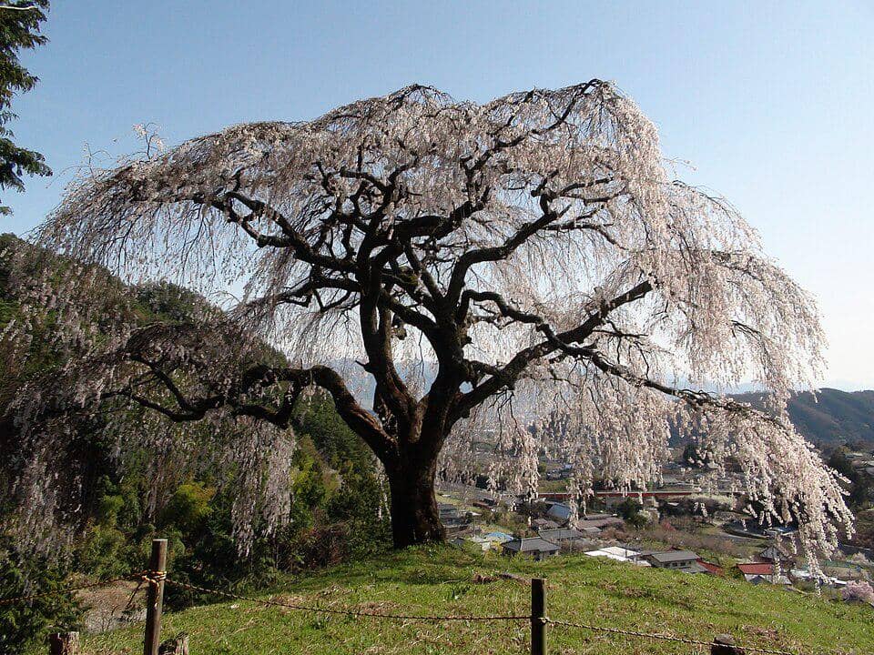 ilustrasi shidarezakura