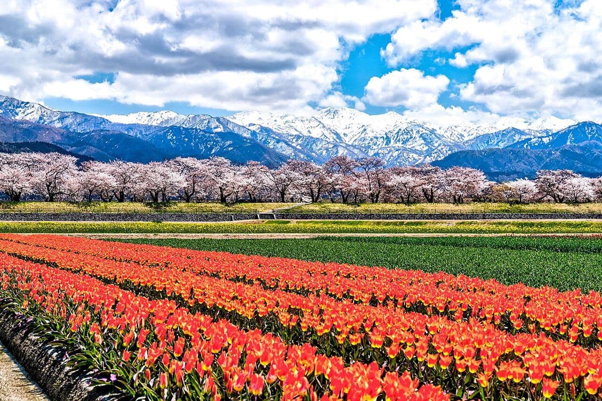 Funagawa - Spring Quartet, Kota Asahi, Prefektur Toyama