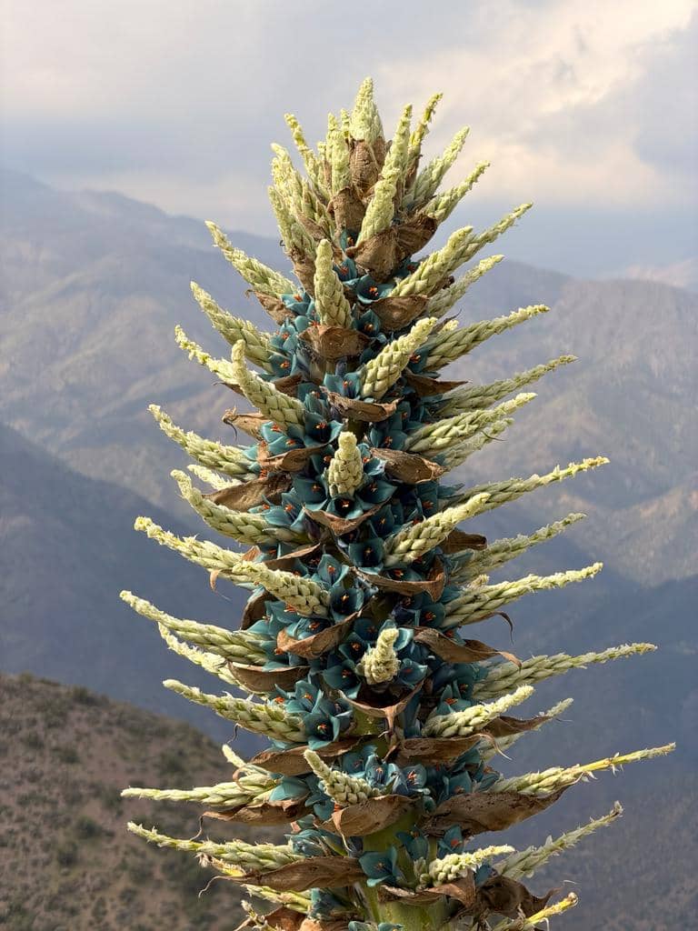 Tanaman Puya alpestris