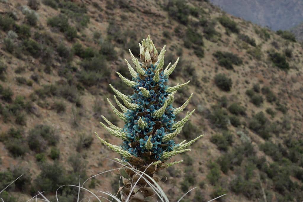 5 Fakta Sapphire Tower, Tanaman Eksotis dengan Bunga Biru Metalik