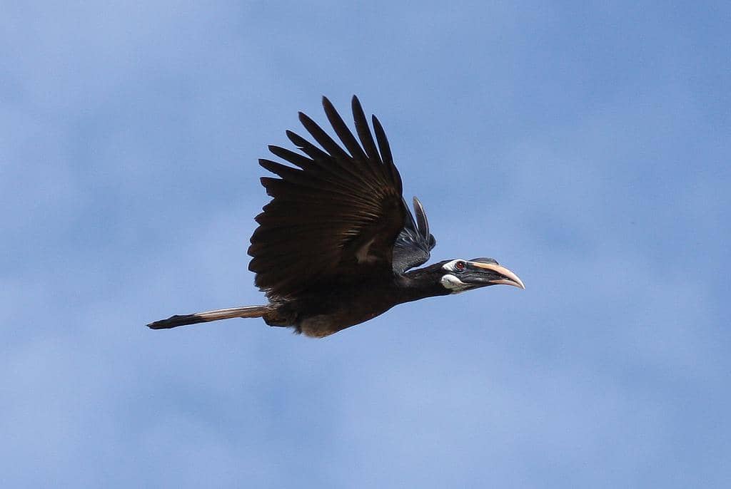 5 Fakta Bushy Crested Hornbill, Si Rangkong Sosial dari Asia Tenggara