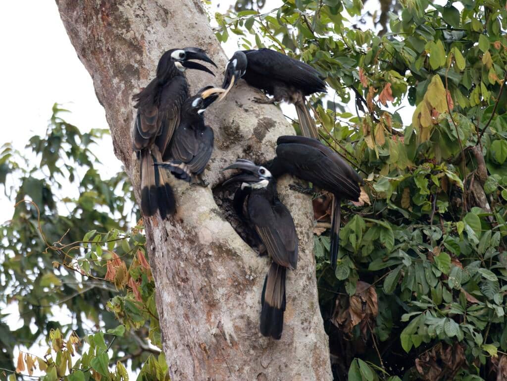 Burung Anorrhinus galeritus
