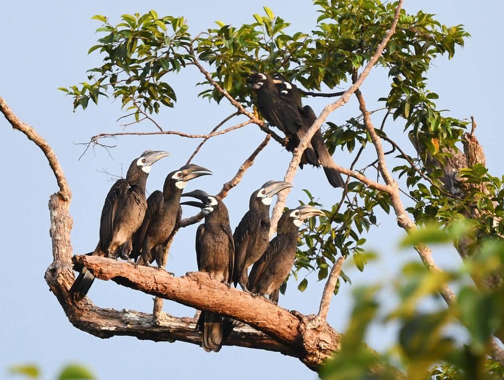 Burung Anorrhinus galeritus