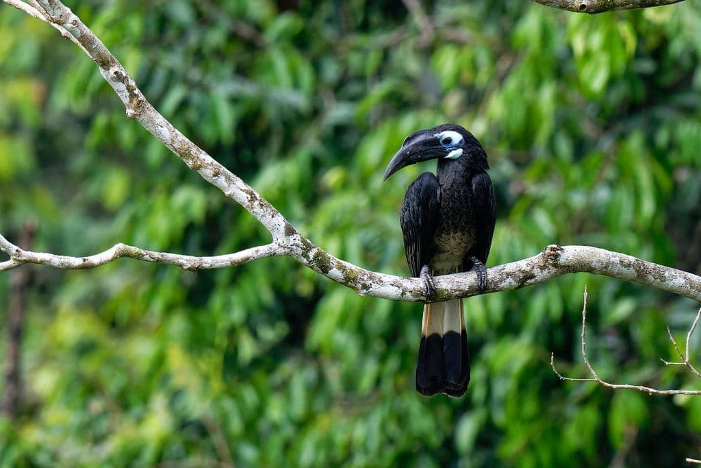 Burung Anorrhinus galeritus