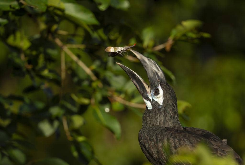Burung Anorrhinus galeritus