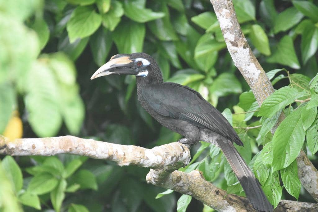 Burung Anorrhinus galeritus