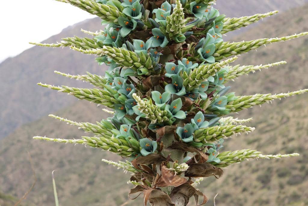 Tanaman Puya alpestris