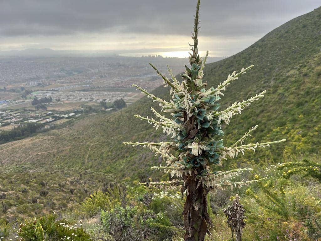 Tanaman Puya alpestris