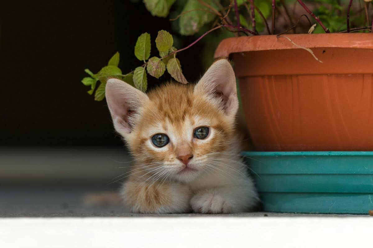 Kenapa Anak Kucing Suka Mengikuti Kita? Ternyata Ini Alasannya 