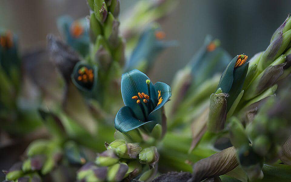 Tanaman Puya alpestris