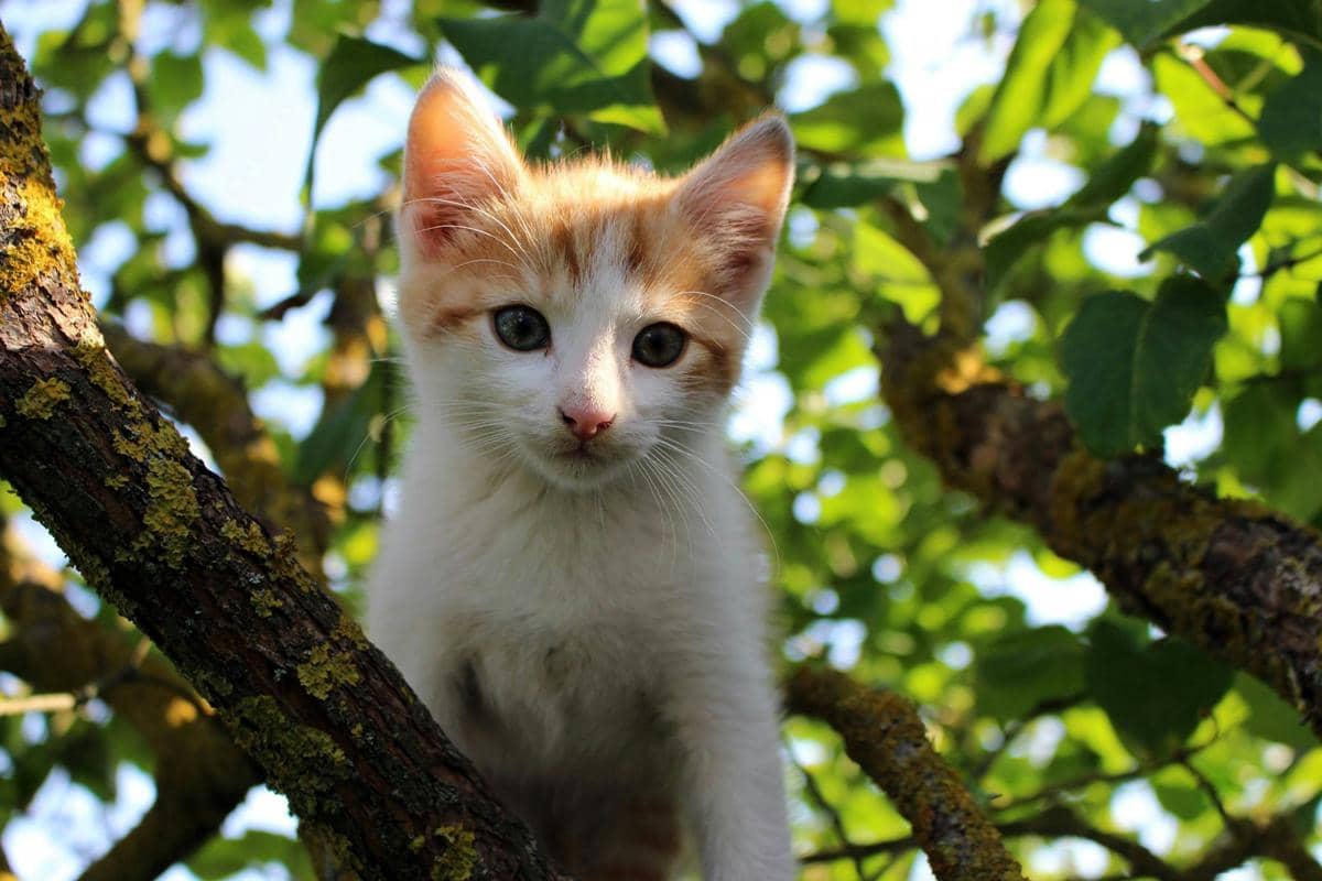 ilustrasi anak kucing 