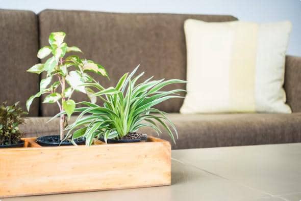 ilustrasi menambahkan tanaman hijau