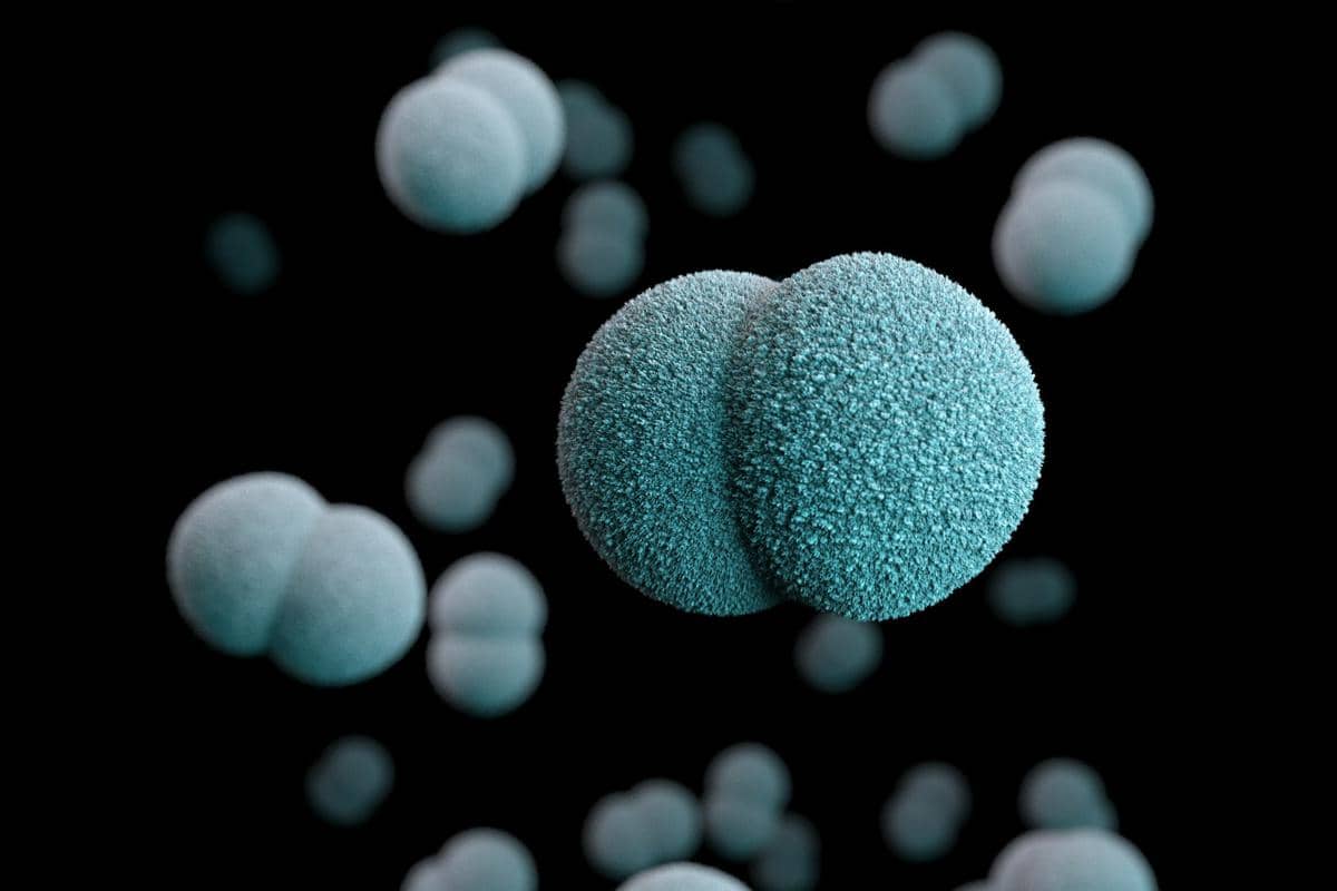 Ilustrasi bakteri Neisseria meningitidis.