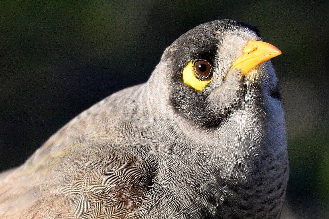 5 Fakta Unik Noisy Miner, Burung Paling 'Dibenci' di Australia