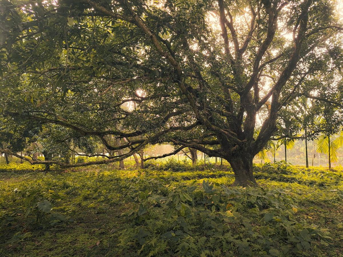 ilustrasi pohon rindang