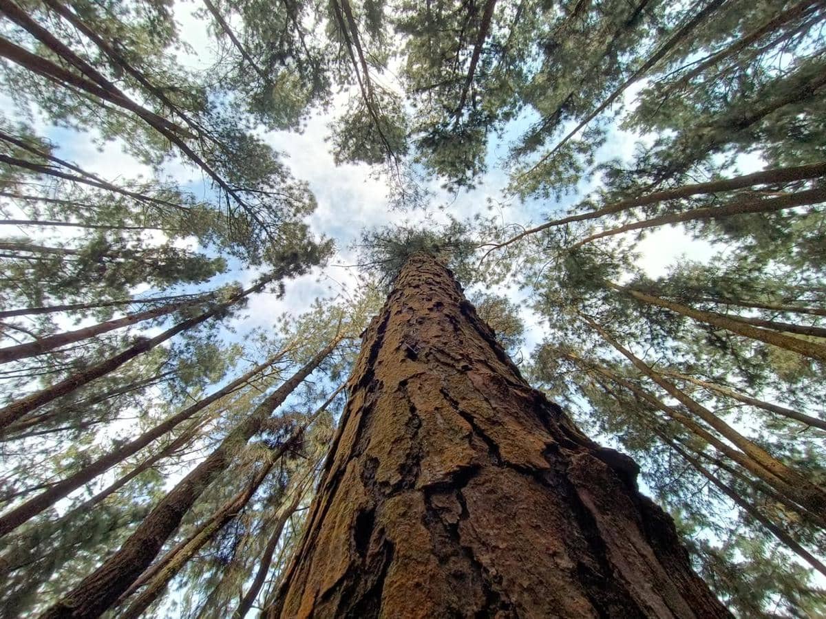 ilustrasi pohon di alam