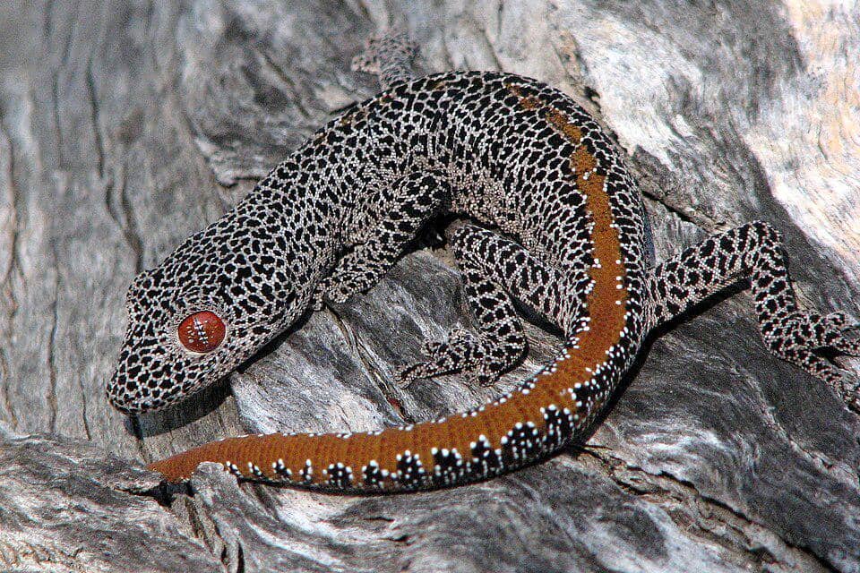 5 Fakta Golden Tailed Gecko, Mampu Menyemprotkan Cairan dari Ekor 