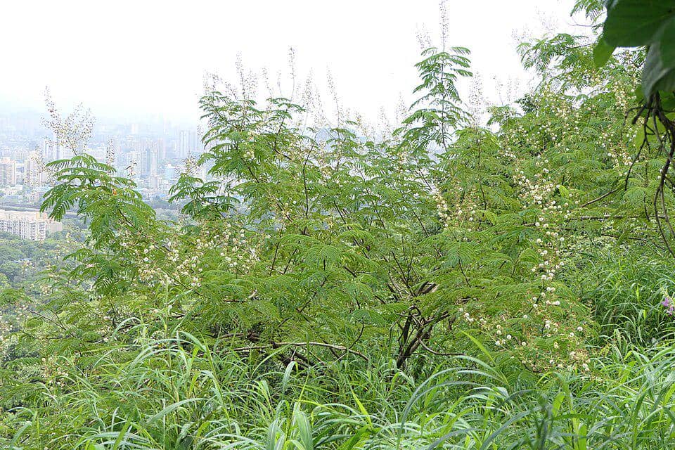 Salah satu habitat golden tailed gecko