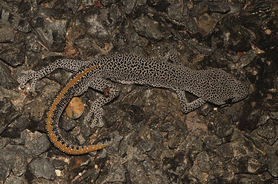 Golden tailed gecko punya pertahanan unik ketika terancam