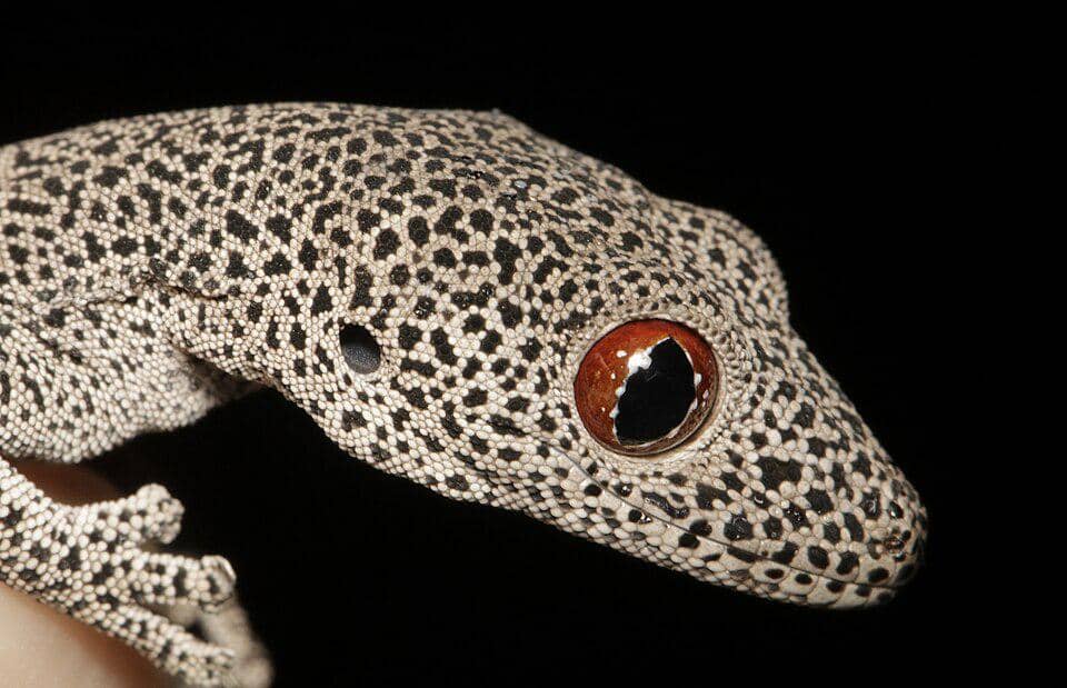 Tampilan golden tailed gecko