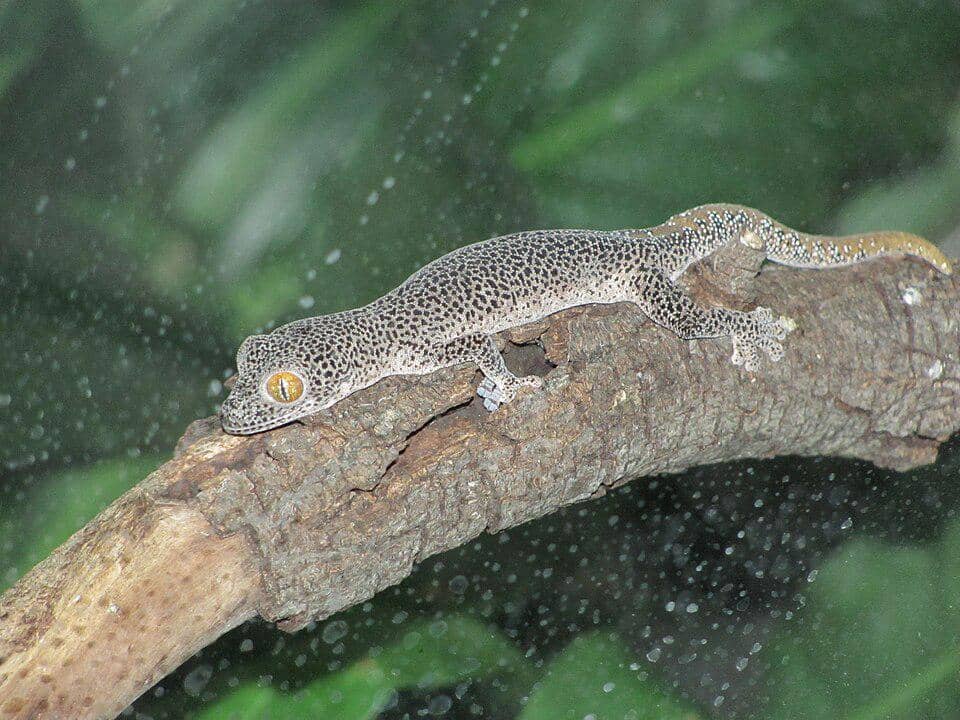 Golden tailed gecko