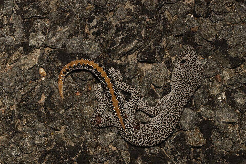 Golden tailed gecko yang menakjubkan