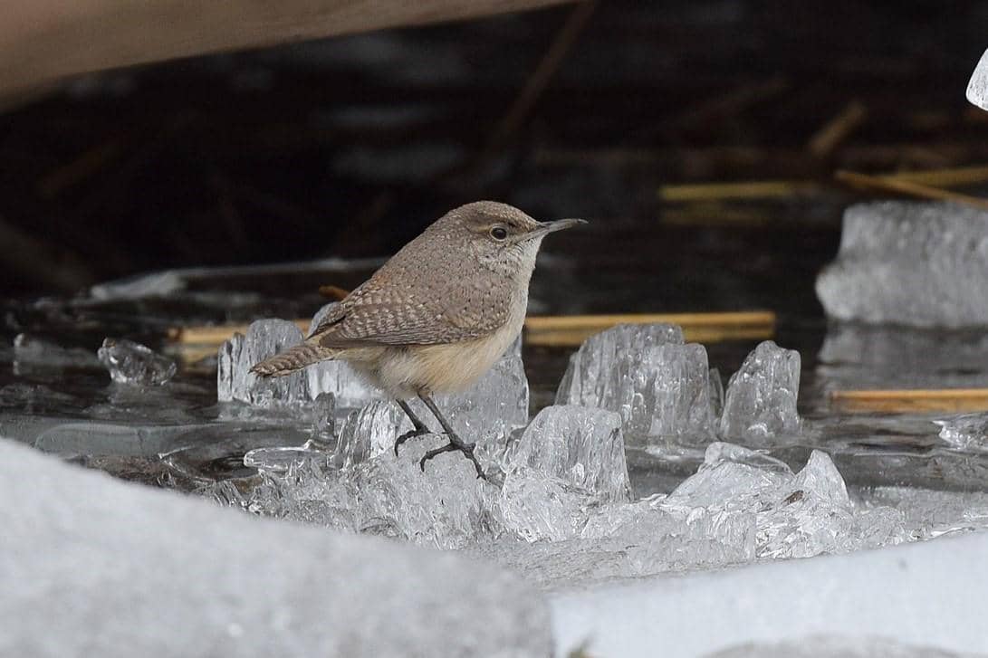 Rock Wren