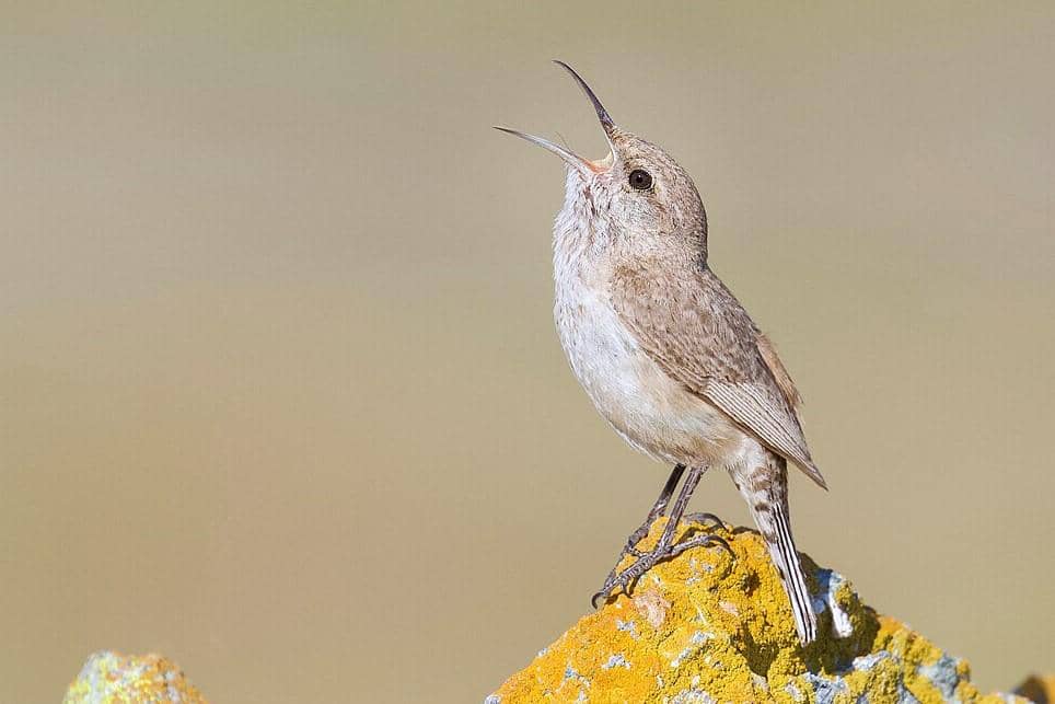Rock Wren