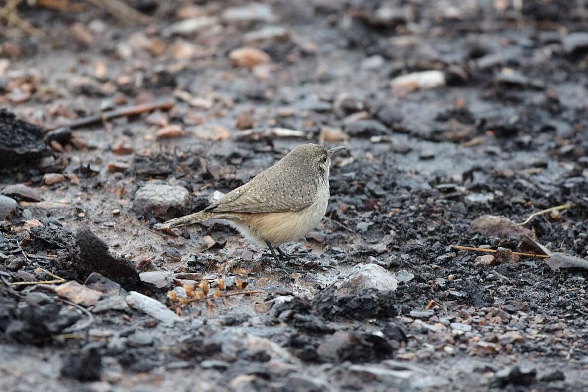 Rock Wren