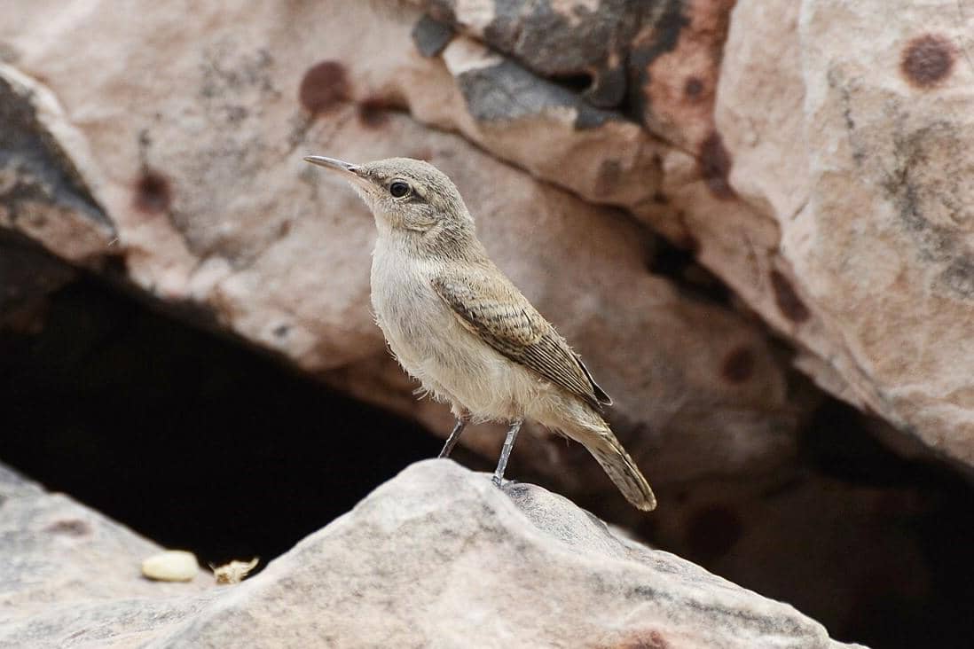 Rock Wren 