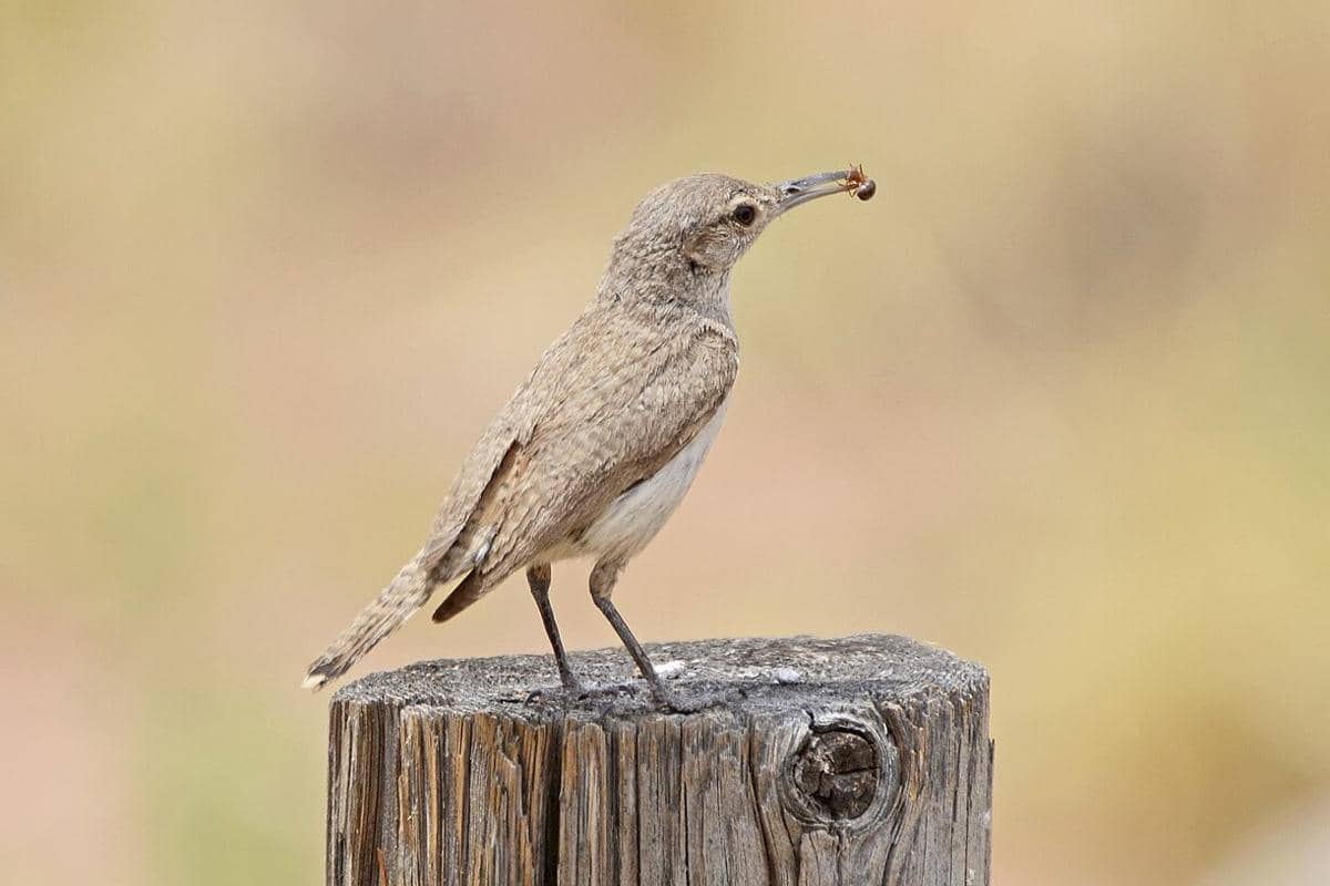 Rock Wren 