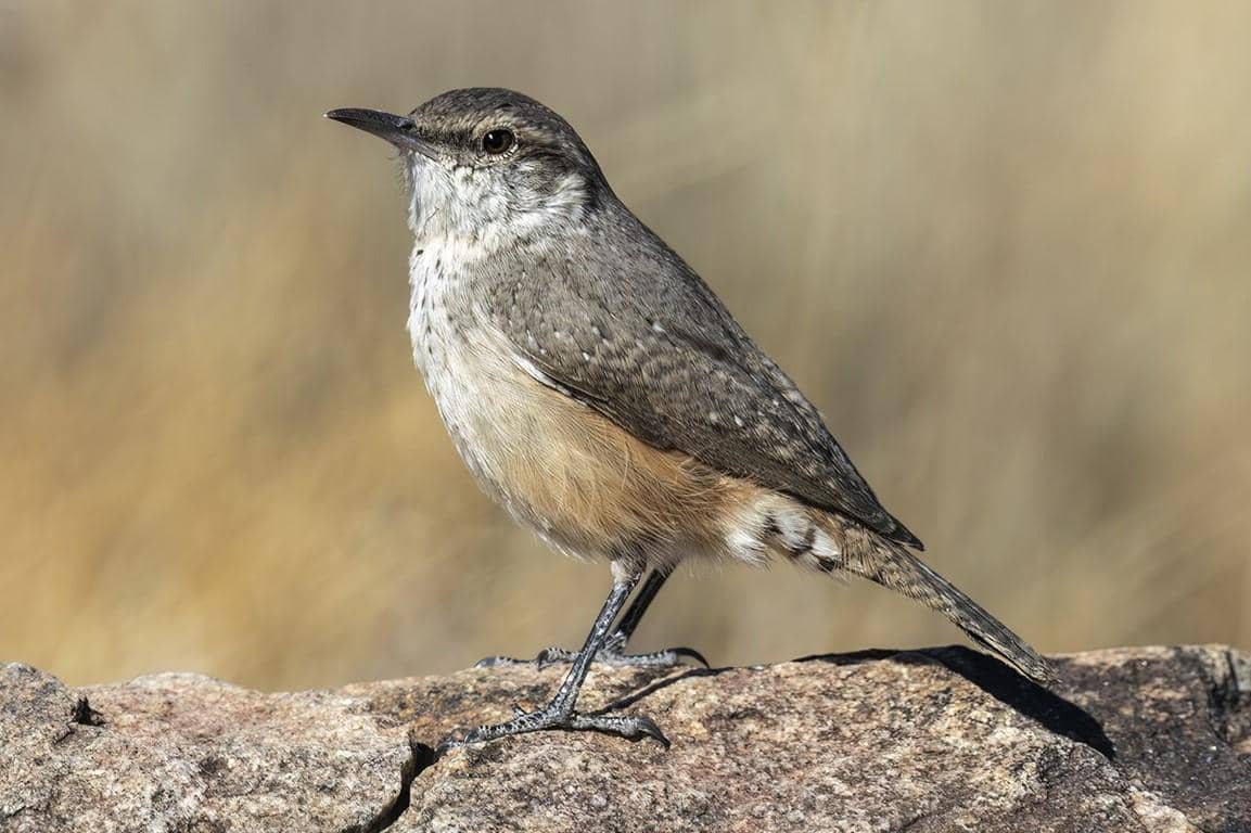 5 Fakta Rock Wren, Penghuni Tangguh di Medan Berbatu yang Gersang