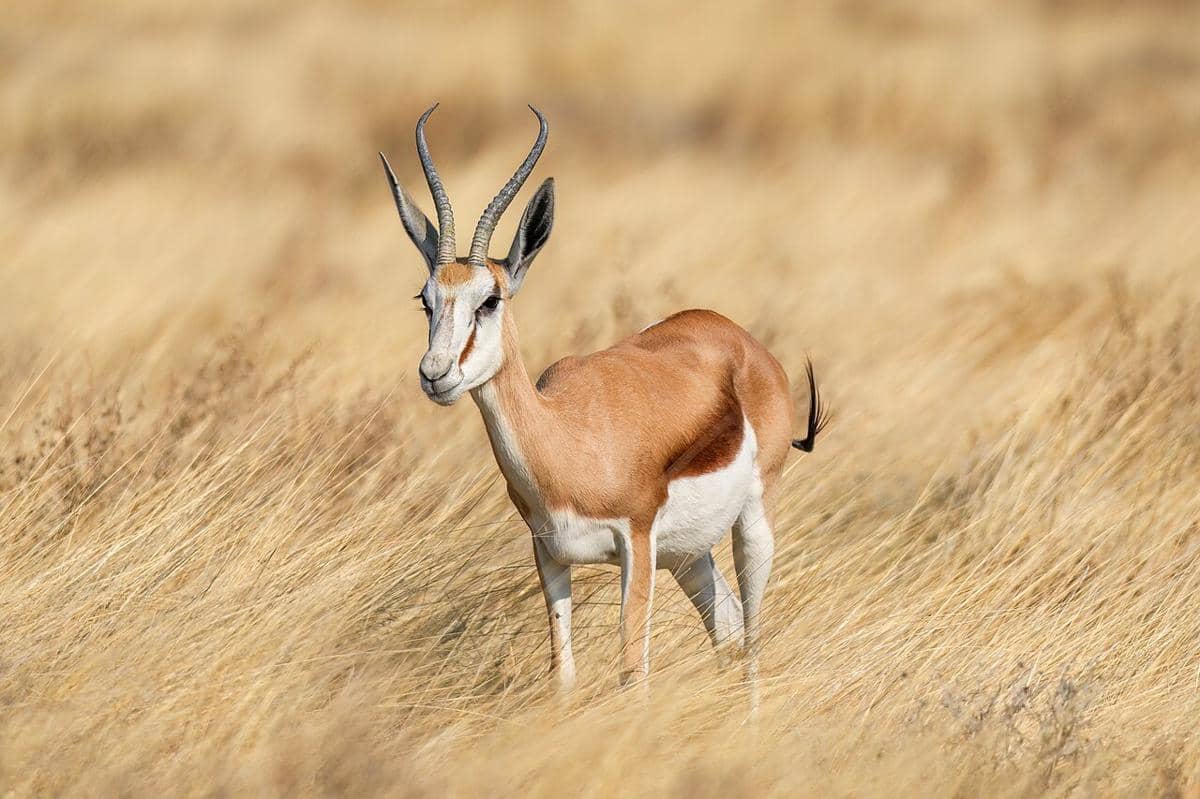 springbok