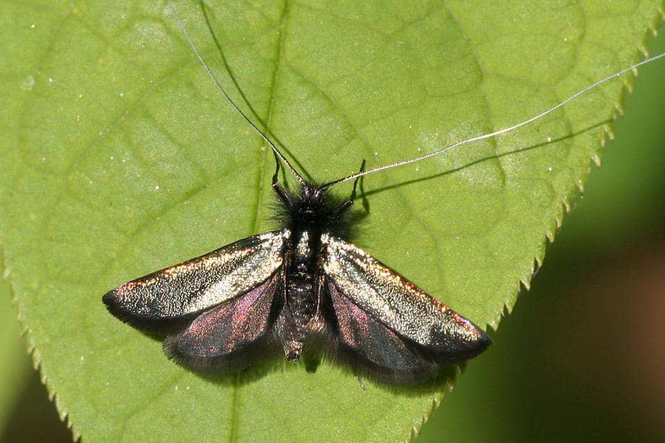 Ngengat Adela reaumurella