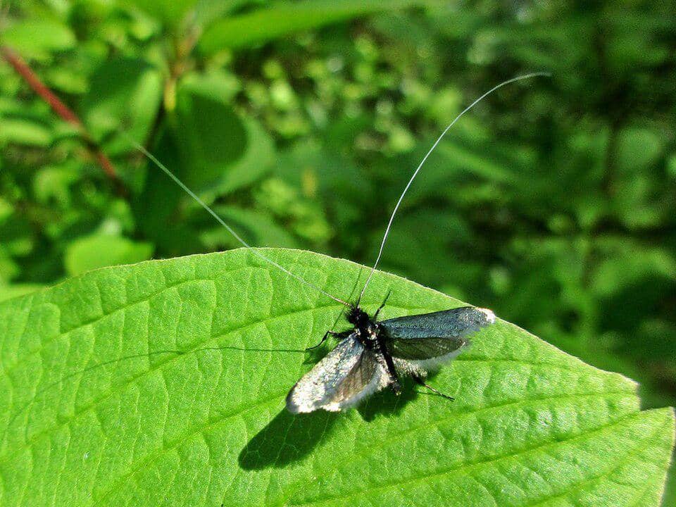 Ngengat Adela reaumurella