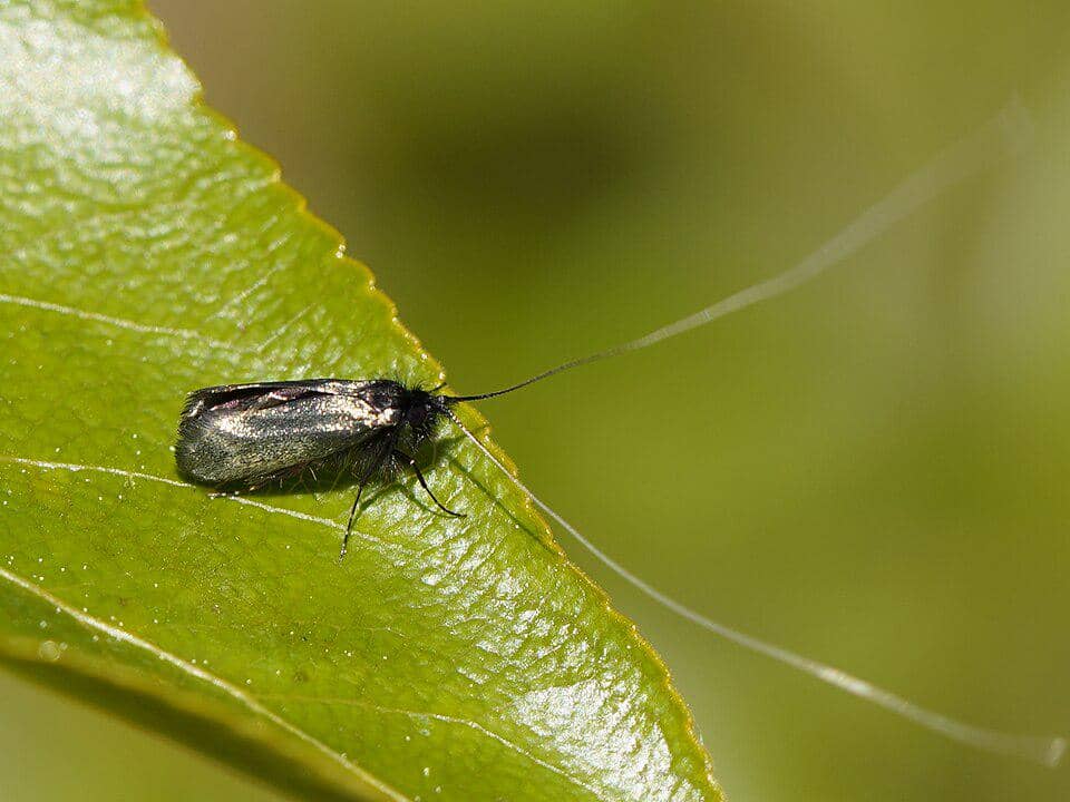 Ngengat Adela reaumurella