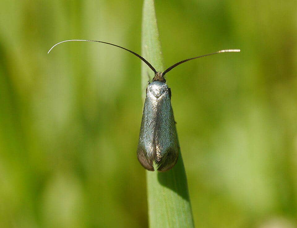 5 Fakta Green Longhorn Moth, Ngengat Mungil dengan Kilau Metalik