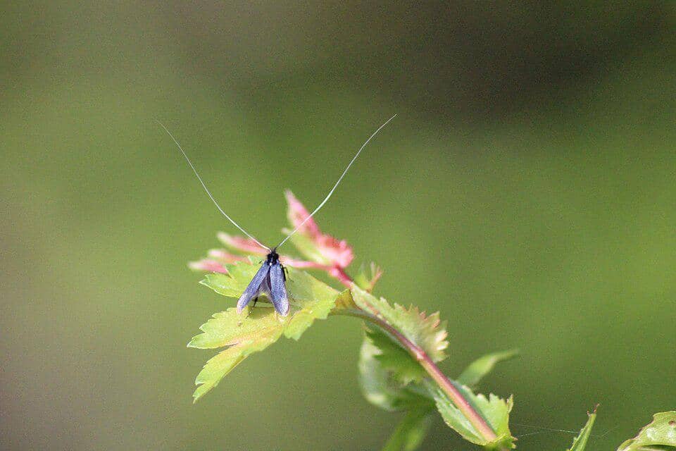 Ngengat Adela reaumurella