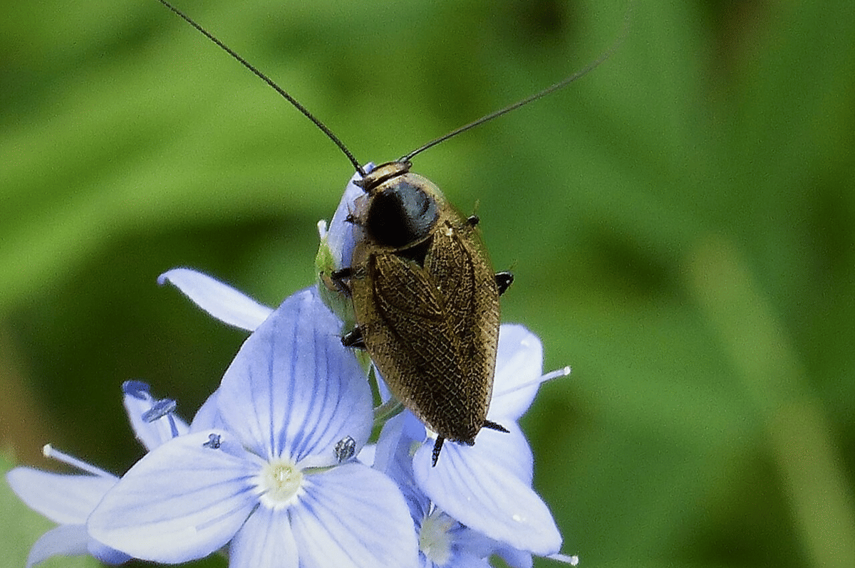 kecoak