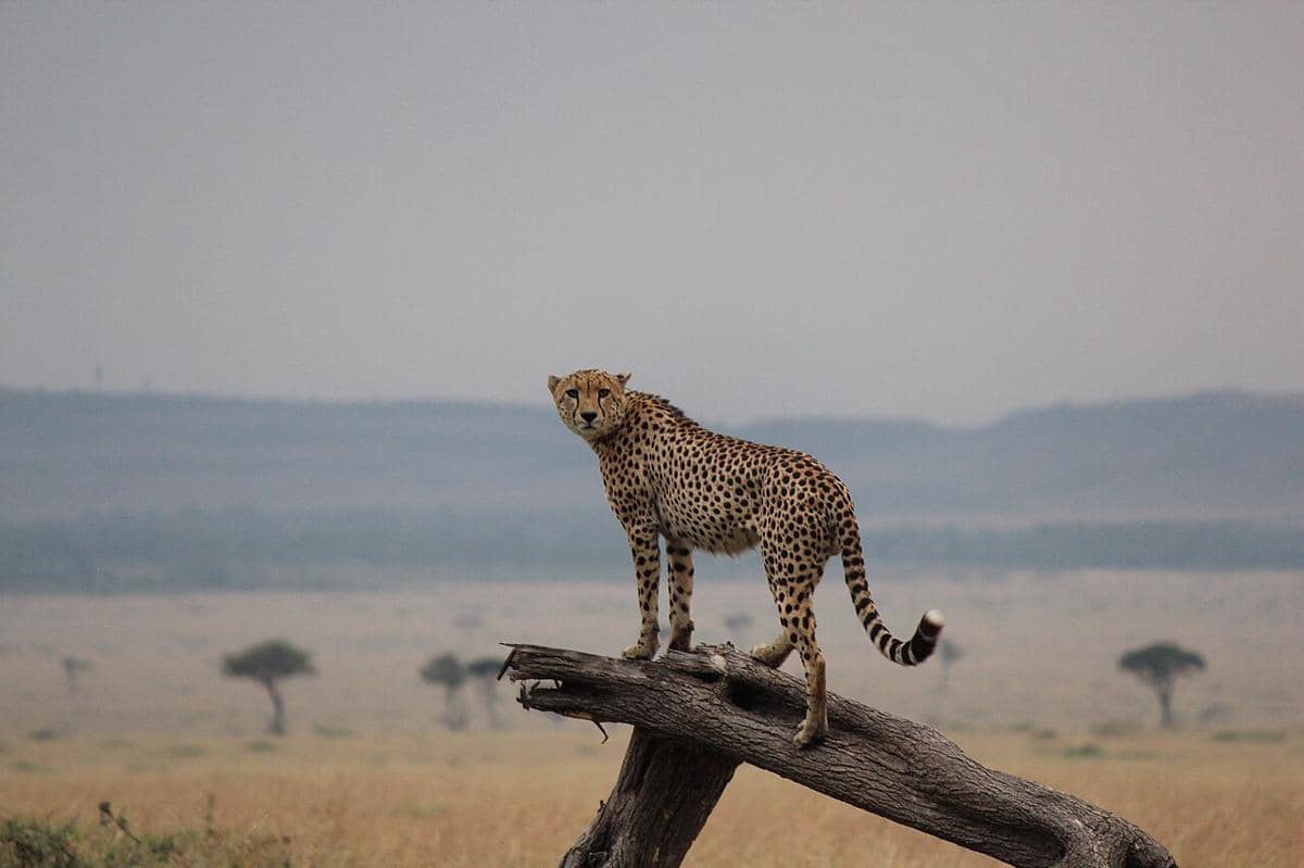 cheetah
