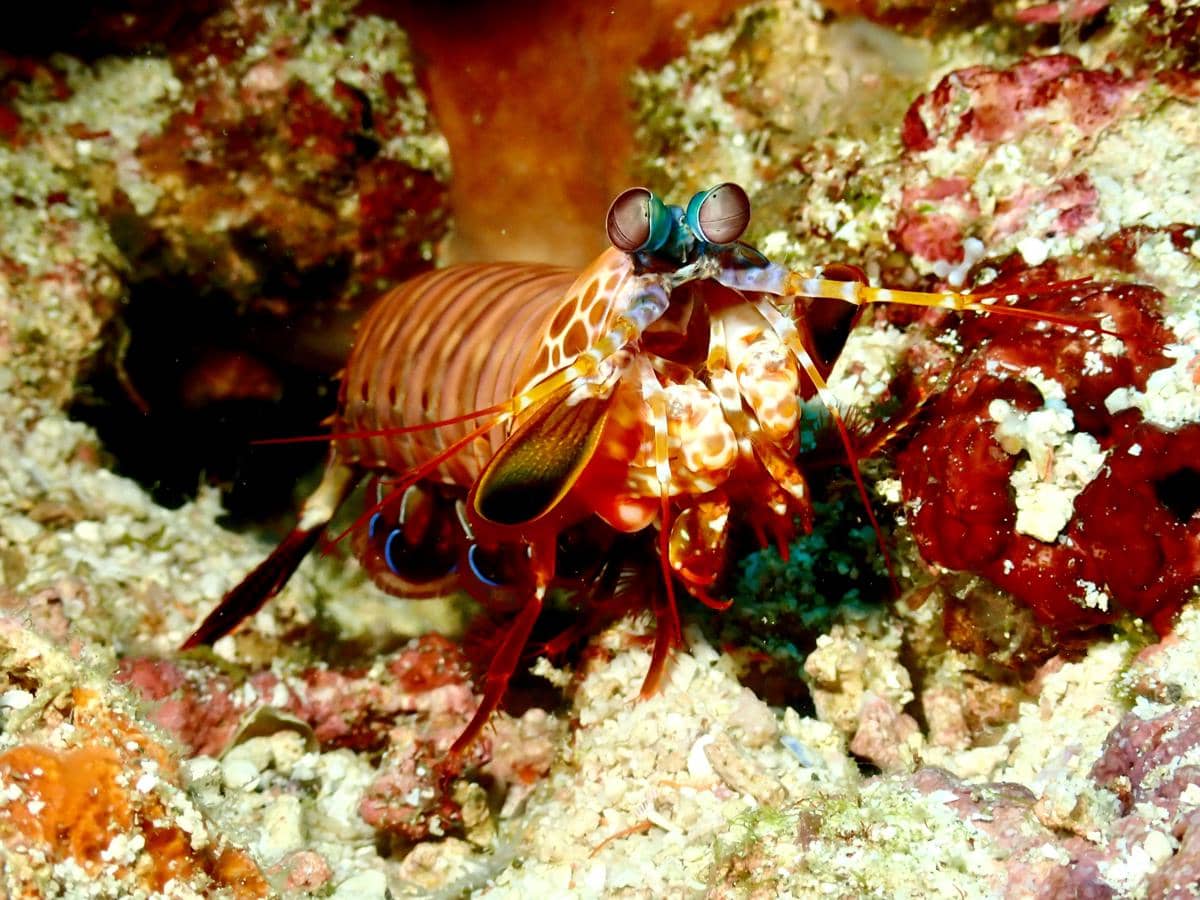 ilustrasi udang mantis